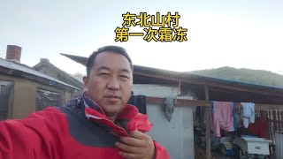 东北小兴安岭山村今年第一场霜冻，太突然，看看园子里的蔬菜啥样【东北林区艾三】