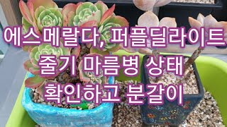 지미네 옥상다육 #에스메랄다#퍼플딜라이트 줄기 마름병 상태 확인하고 분갈이 구경하세요.