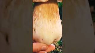 big penny bun/великий білий гриб 😱 #followme #ukraine #nature #tiktok