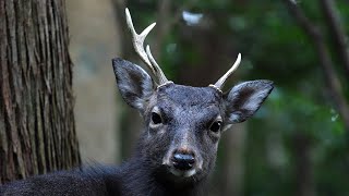 曲がった角をはやすヤクシカ　Deer to grow the curved corner in Yakushima (屋久島)