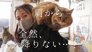 肩乗り猫ちゃんのいる猫カフェがすごい【番外編】【過去動画】