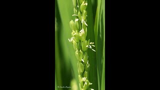 稲の花 Rice flower #Shorts