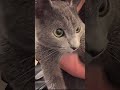 愛猫のレオが可愛すぎる【チバニャン】