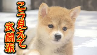 兄柴がギブアップするまで戦い続けるキュートな子犬❤