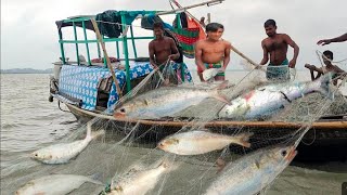 মিঠা পানির সুস্বাদু ইলিশ বর্তমানে পাওয়া যায়। Hilsa fishing live video.