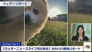 【20241011 ウェザーニュースライブ切り抜き】かわいい動物リポート #大島璃音