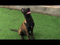 Mừng ngày 30/4-1/5 Giải Phóng Miền Nam.  Tri ân giảm tổng 1,5 triệu 1 bé #Malinois.