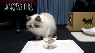 【ASMR Cat】ウェットフードの時間だよ♪モフ猫 Ruuニャン［Ragdoll Cat Ruu #735］Sound of Fluffy Cat Ruu Eating Wet Food