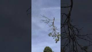 Safe Tree Removal Zip Line Rigging