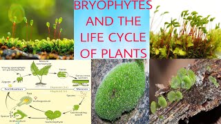 BRYOPHYTES AND THE LIFE CYCLE OF PLANT