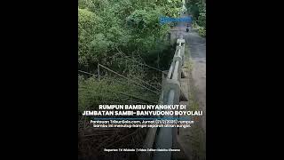 Rumpun Bambu Nyangkut di Jembatan Penghubung Sambi-Banyudono Boyolali, Potensi Gerus Pondasi