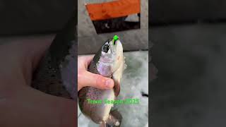 Rainbow Trout #catchingfish #fish #fishingtechniques#icefish#fishingtips#icefishingnation#fishing