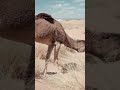 CAMEL DOCUMENTARY 🐪 #music #animal #camel #documentary #classicalpiano #animals