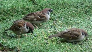 #雀 #スズメ #すずめ #小鳥 #鳥 #餌付け＃Passer montanus