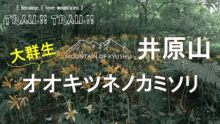 大群生！井原山のオオキツネノカミソリの見頃へダッシュ！