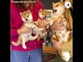 いとこのお兄ちゃん犬に会いに来た柴犬くんたち🐕【peco tv】