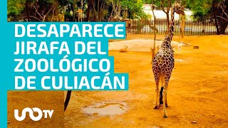 ¡Insólito! ¿Qué se sabe de la desaparición de una jirafa en el Zoológico de Culiacán?