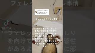 フェレットのトイレ事情