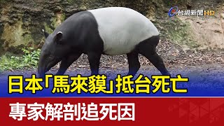 日本「馬來貘」抵台死亡 專家解剖追死因