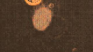 Probable Collodictyon triciliatum