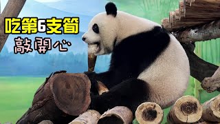 圓寶吃完紅蘿蔔,找到筍,開心吃第6支筍,好happy|Giant Panda Yuan Bao,圆宝,貓熊,大貓熊,大熊貓|台北動物園|Taipei Zoo|대왕판다|パンダ