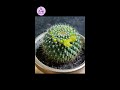 cactus is blooming in bitterly cold winter. 仙人球開花了 shorts