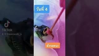 เลี้ยงนก ตกจากรัง วันที่ 4