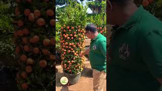 CHINESE SWEET BUSH ORANGE @razzgarden 9562600777