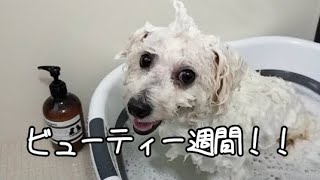 トイプー\u0026ビション\u0026スピッツ犬のシャンプー