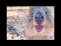 クオッカ３かわいいクオッカワラビー　＃cute animal ＃quokka ＃quokka