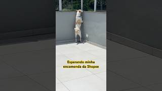 Na expectativa da chegada da minha encomenda. #dogcurious #dog #cachorro #pets #doglover #dog #pets