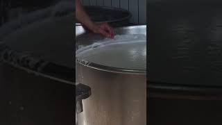 Haciendo Ricotta en el Caseificio D'anzilio  Salerno Italy.