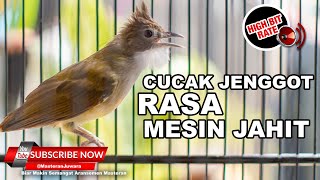 🔴 CUCAK JENGGOT ISIAN SPEED RAPAT BERASA MESIN JAHIT DENGAN JEDA 2 MENIT