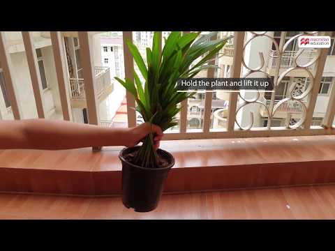 Why are roots called as anchor of the plant?