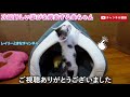 新しい家をあげたら何度もお礼を言いに来た赤ちゃん子猫がこちらです