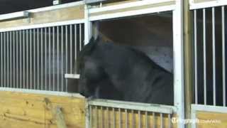 'Houdini' horse escapes from stable and frees friends