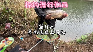 探钓潜行湘西第11天，暴雨过后连续上大鱼还有巨物