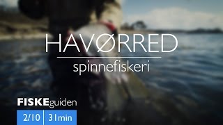 FISKEguiden 2/10: Havørred