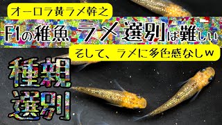 オーロラ黄ラメ幹之のF1選別 疲労困憊しながら選別したのにラメに多色感なしwww 【メダカ飼育 073】