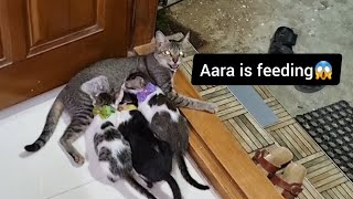 😼OMG⁉️ Aara is feeding after a long time😻 | sudden shock for us🤗 #cat #shorts #youtubeshorts