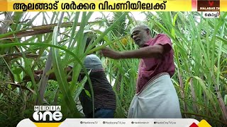 ആലങ്ങാട് ശർക്കര വിപണിയിലേക്ക്; കൃഷിക്കൊപ്പം കളമശേരി പദ്ധതിയുടെ ഭാഗമായി കരിമ്പ് കൃഷി