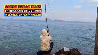 Mancing Paling Ganas..!! Umpan Baru dilempar Langsung di Sambar Ikan Baronang Besar