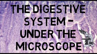 The Digestive System Under the Microscope