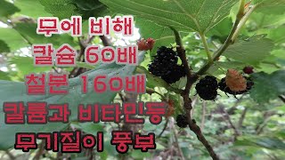 칼슘 60배, 철분 160배  산뽕나무 열매가