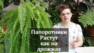 Как вырастить Папоротник Часть 1 ? ЗАКРЫТАЯ СИСТЕМА/Какие сорта в моей коллекции