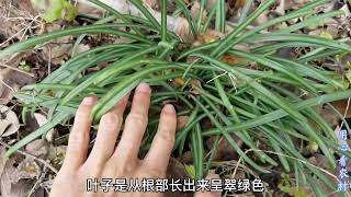 “石蒜”有毒的地方大家知道吗？2分钟带大家认识这种植物！