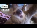 Meet Sandy the rescue sloth, who hangs around pet store