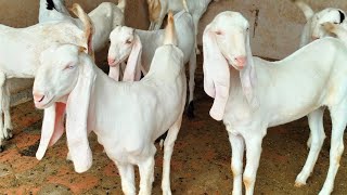 #Sojatgulabigoat #sojat #Hydrabadi #goat #for #sale #बकरी  #बकरा #बकरीबच्चे 09828606818.