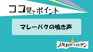 【東山動植物園公式】2020動物ベストテン～マレーバク①鳴き声～　《 マレーバク  バク 》