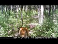 trail cam coyotes chasing deer ottawa ontario june 2021